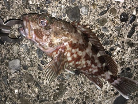 太刀魚、カサゴが釣れました